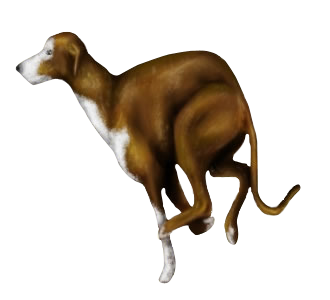 Lévrier Whippet chien - robe 179