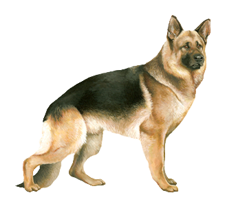 Berger Allemand chien - robe 30