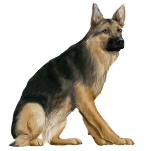 Berger Allemand chien - robe 562