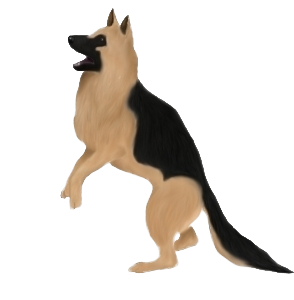 Berger Allemand chien - robe 590