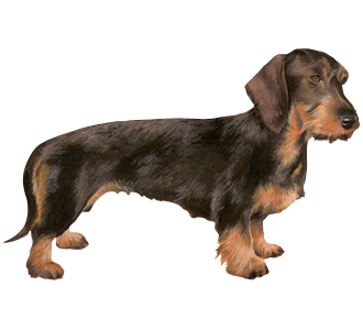 Teckel chien - robe 30