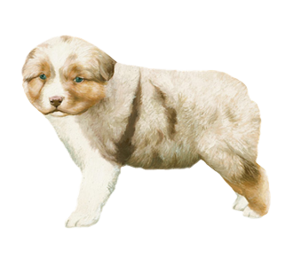 Berger Australien chiot - robe 28