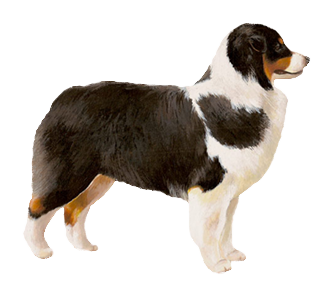 Berger Australien chien - robe 34