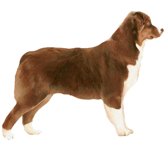 Berger Australien chien - robe 37
