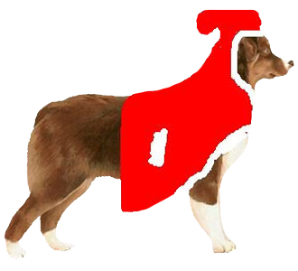 Berger Australien chien - robe 509