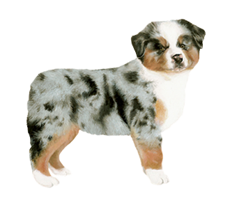 Berger Australien chiot - robe 57