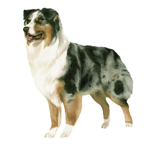 Berger Australien chien - robe 57