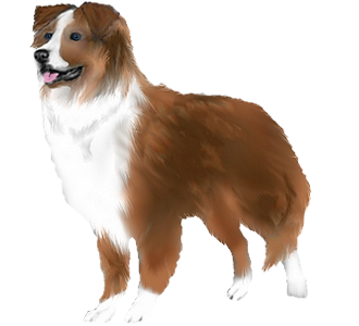 Berger Australien chien - robe 80