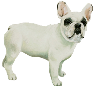 Bouledogue français chien - robe 10