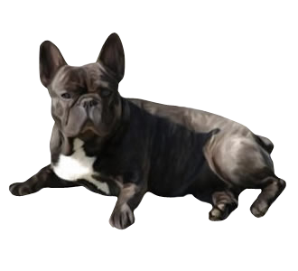 Bouledogue français chien - robe 186