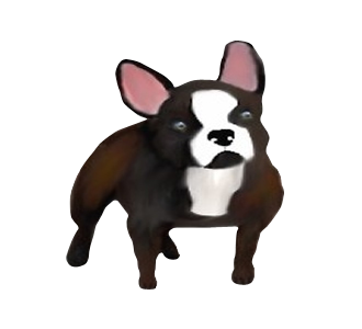 Bouledogue français chien - robe 292