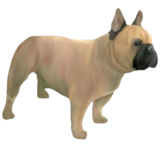 Bouledogue français chien - robe 421