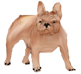 Bouledogue français chien - robe 635