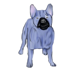 Bouledogue français chien - robe 637