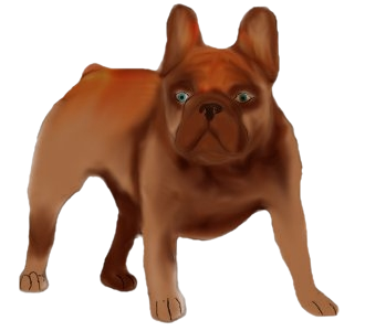 Bouledogue français chien - robe 790