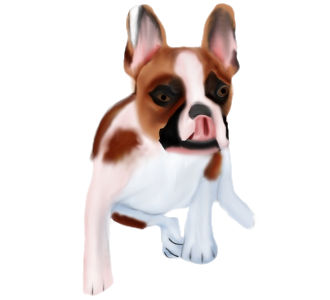 Bouledogue français chien - robe 797