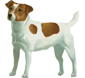 Jack Russel chien - robe 60