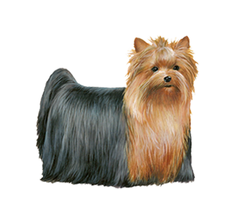 Yorkshire chien - robe 56
