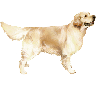 Golden Retriever chien - robe 54