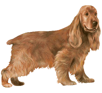 Cocker chien - robe 41