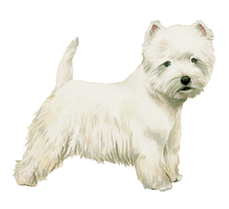 Westie chien - robe 55