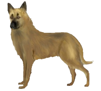 Berger Belge Malinois chien - robe 264