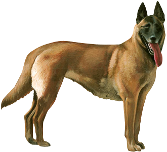 Berger Belge Malinois chien - robe 37