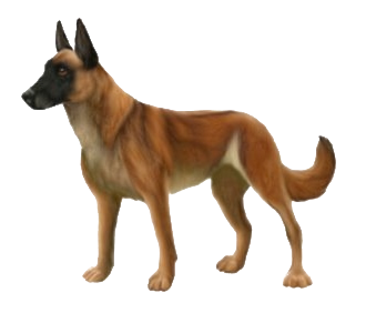 Berger Belge Malinois chien - robe 372