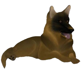 Berger Belge Malinois chien - robe 446