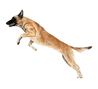 Berger Belge Malinois chien - robe 557