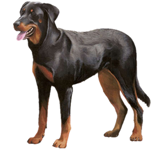 Dogzer - Elevage Virtuel :3 2-chien-beauceron-2