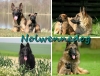 Nolwennedog