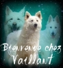 vaillant