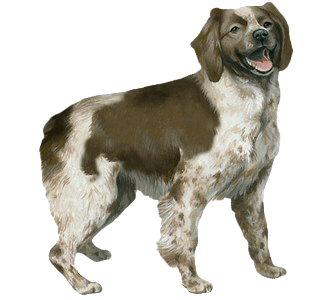 Epagneul Breton chien - robe 60