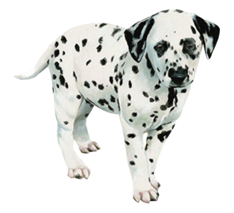 Dalmatien chiot - robe 35