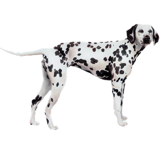 Adopter un chien de la race dalmatien