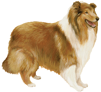 Colley chien - robe 61