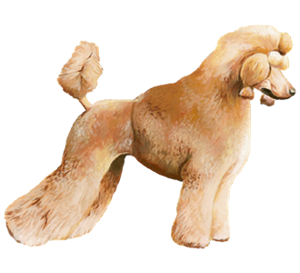 Adopter un chien de la race caniche