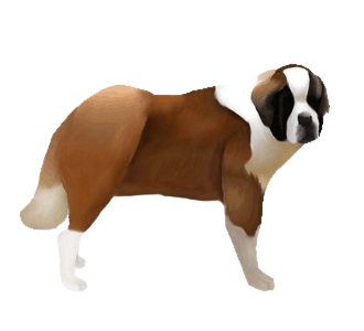 Saint Bernard chien - robe 287