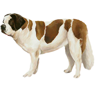 Adopter un chien de la race saint bernard