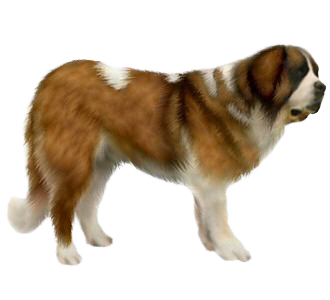 Saint Bernard chien - robe 88