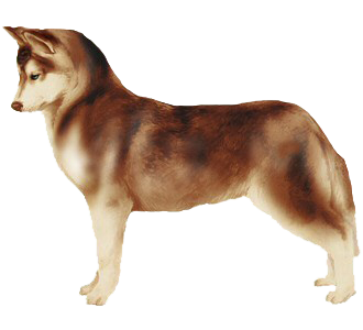 Husky chien - robe 41