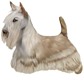 Scottish terrier chien - robe 470