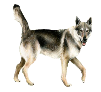 Chien Loup Tchèque chien - robe 125