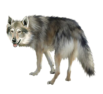 Chien Loup Tchèque chien - robe 129