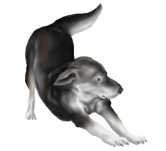 Chien Loup Tchèque chien - robe 180