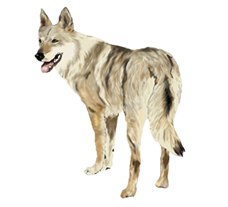 Chien Loup Tchèque chien - robe 395