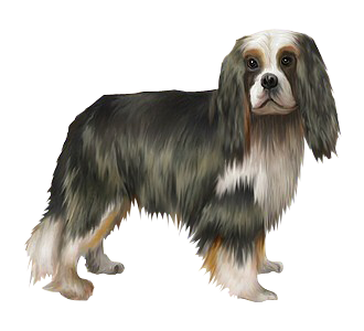 Cavalier King Charles chien - robe 130