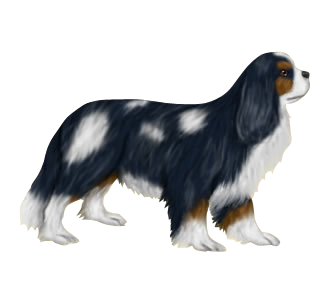 Cavalier King Charles chien - robe 208