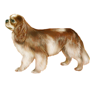 Cavalier King Charles chien - robe 8